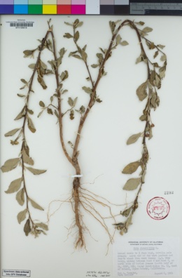 Image of Sida rhombifolia