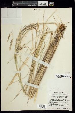 Image of Calamagrostis erectifolia