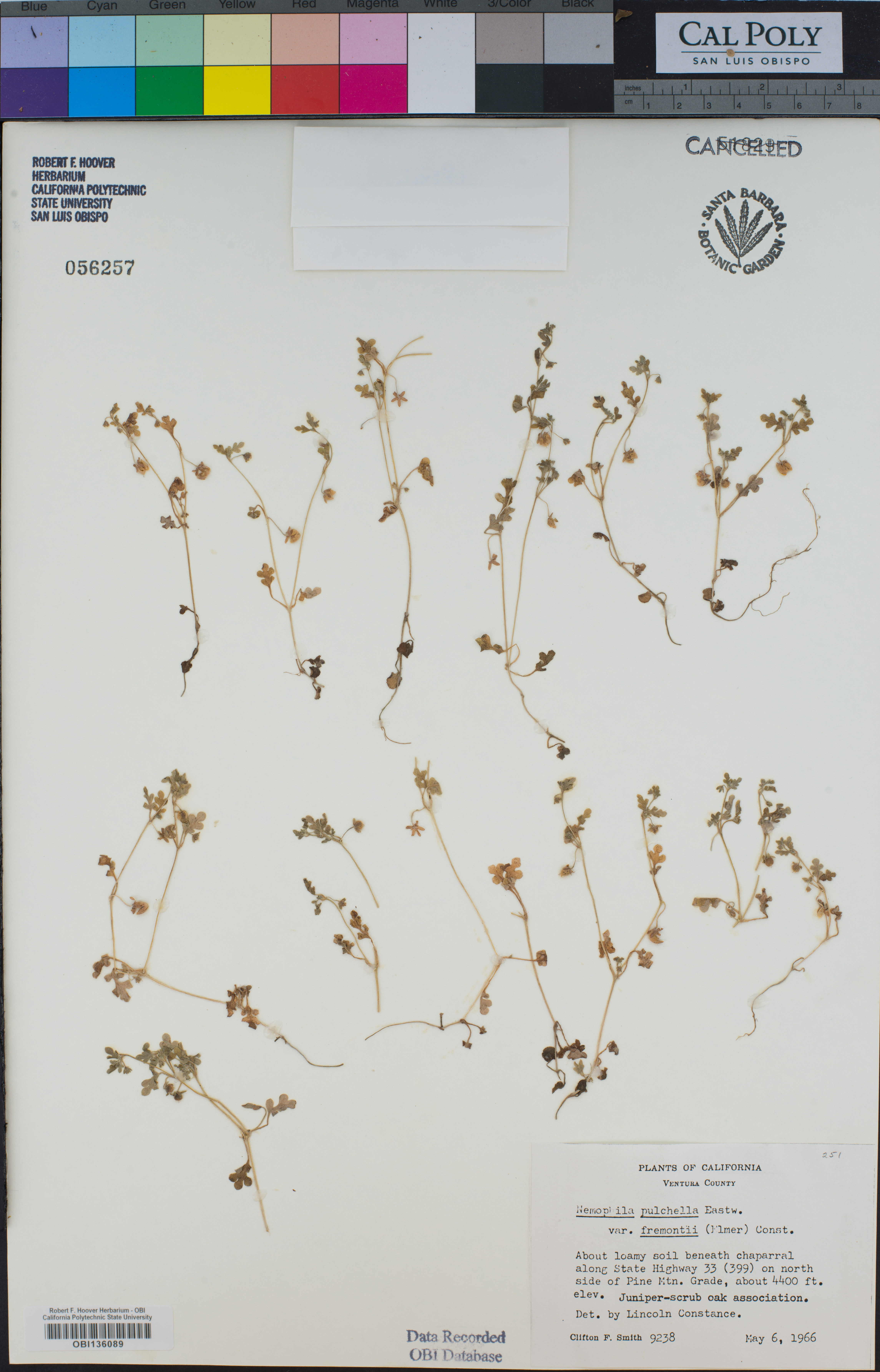 Nemophila pulchella image