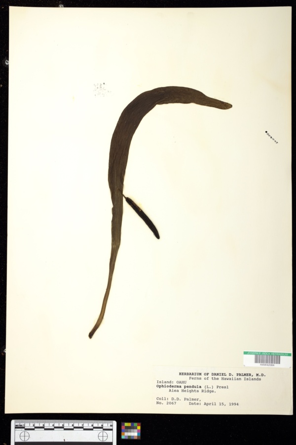 Ophioglossum pendulum ssp. pendulum image