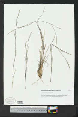 Schizachyrium neomexicanum image