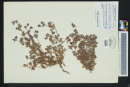 Eriogonum abertianum var. ruberrimum image