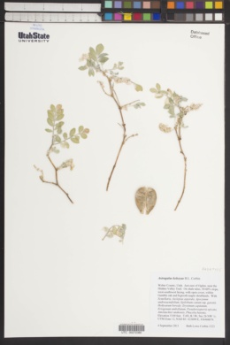 Astragalus kelseyae image