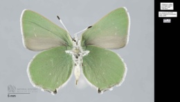 Callophrys affinis affinis image