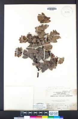 Arctostaphylos viridissima image