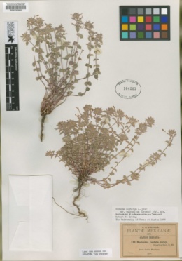 Image of Hedeoma albescentifolia