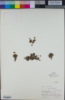 Diapensia lapponica subsp. obovata image