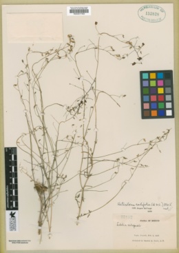 Image of Lobelia cordifolia