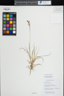 Image of Carex fuliginosa