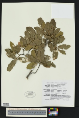 Image of Quercus carmenensis