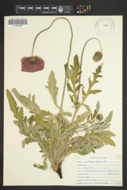 Image of Papaver atlanticum
