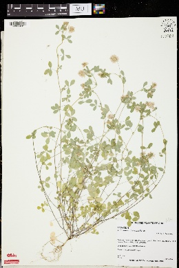Trifolium erubescens image