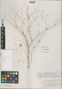 Image of Linum drymarioides