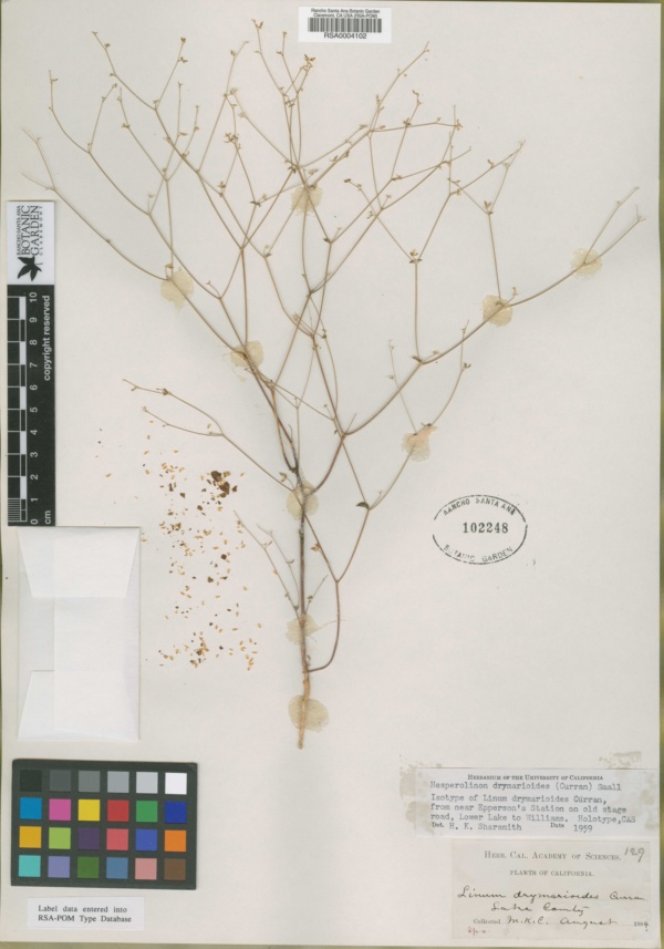 Linum drymarioides image