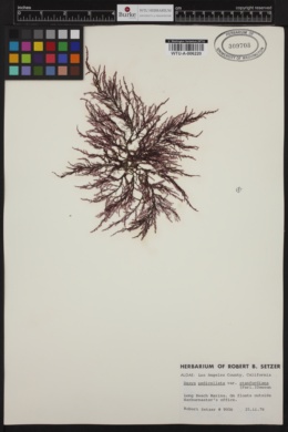 Dasya pedicellata var. stanfordiana image