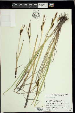 Carex ramenskii image