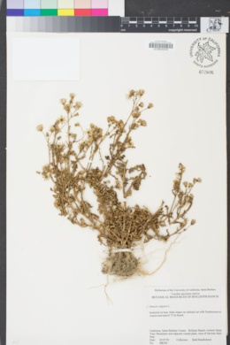 Image of Senecio vulgaris