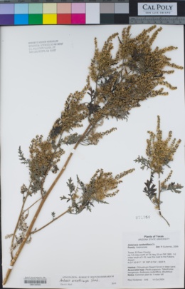 Image of Ambrosia confertiflora