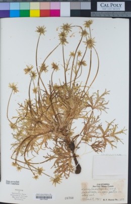 Sanicula arctopoides image
