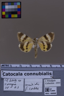 Catocala connubialis image