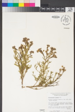 Crocanthemum greenei image