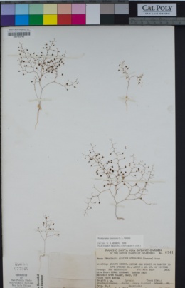 Image of Nemacladus rubescens