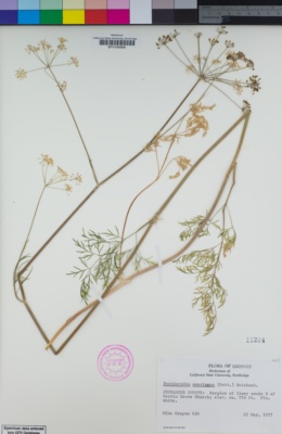 Image of Perideridia americana