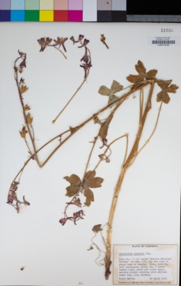 Delphinium purpusii image