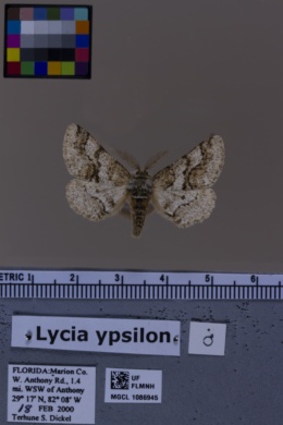 Lycia ypsilon image