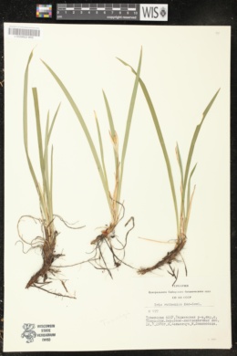 Iris ruthenica image