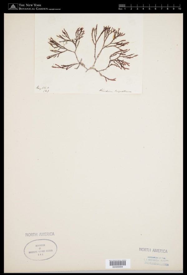 Alsidium triquetrum image