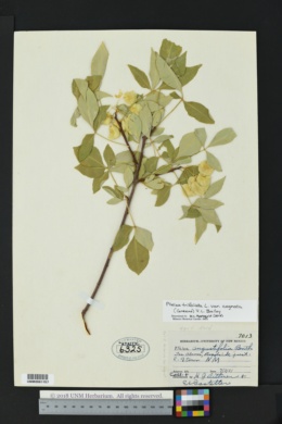 Ptelea trifoliata var. cognata image