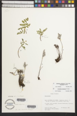 Notholaena californica subsp. leucophylla image