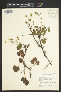 Waldsteinia ternata image