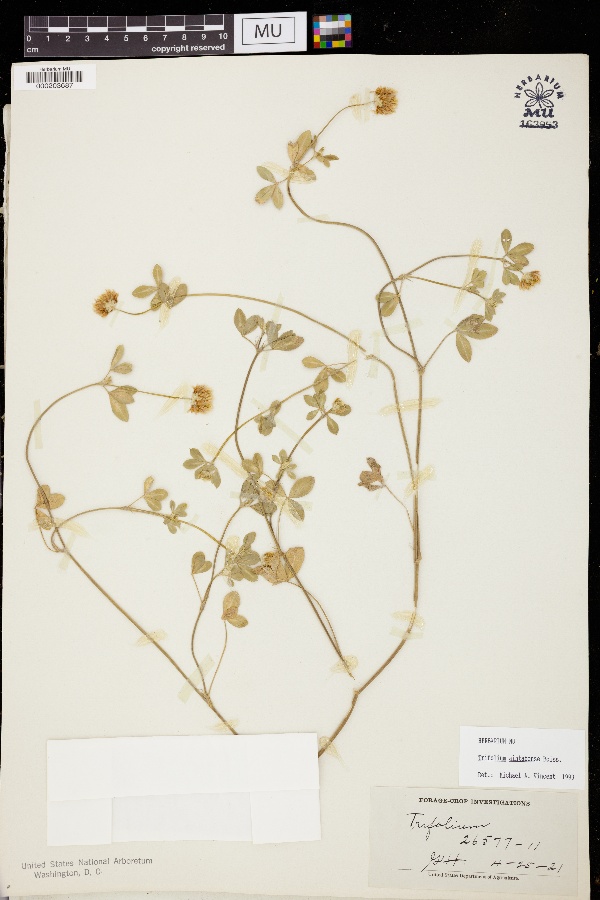 Trifolium aintabense image