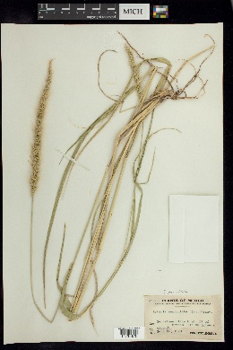 Setaria parviflora image
