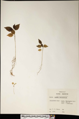 Image of Premna serratifolia