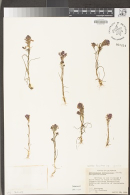Castilleja densiflora subsp. gracilis image