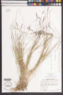 Nassella chilensis image