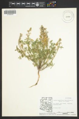 Lupinus arizonicus var. arizonicus image