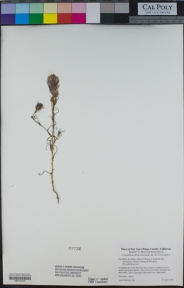 Castilleja densiflora subsp. obispoensis image
