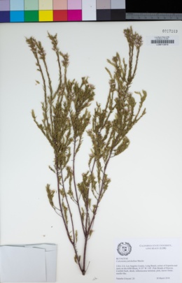 Image of Coleonema pulchellum