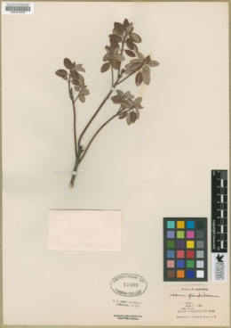 Rhododendron columbianum image
