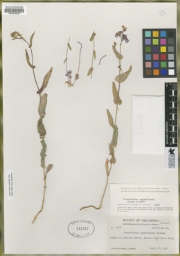 Image of Streptanthus squamiformis