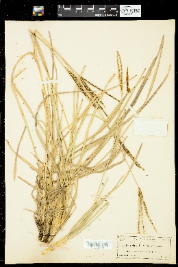 Chloris floridana image