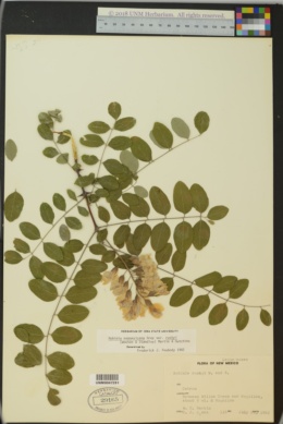 Robinia neomexicana var. rusbyi image