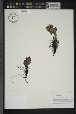 Image of Pedicularis kanei