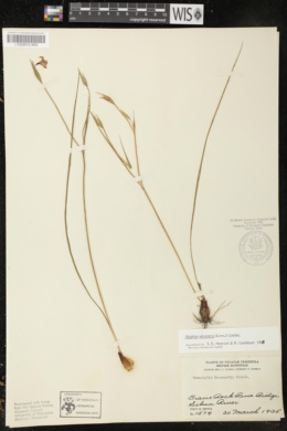 Alophia silvestris image