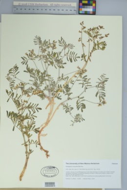 Image of Astragalus cronquistii