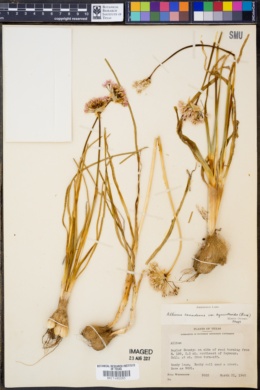 Allium canadense subsp. hyacinthoides image